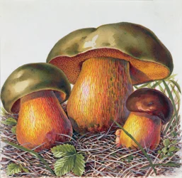 Sienten tutkimus